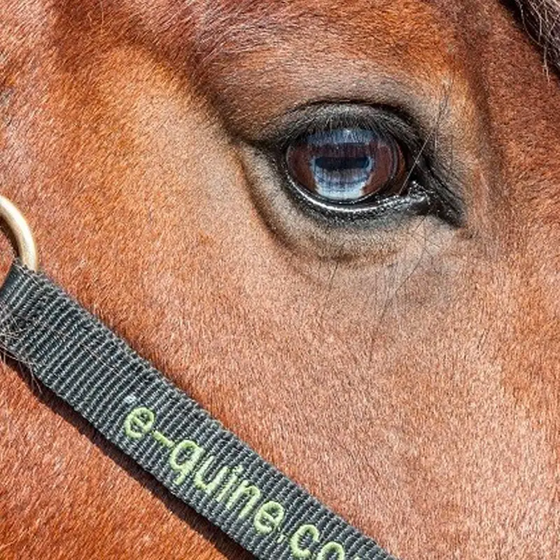 Paardenpsychologie