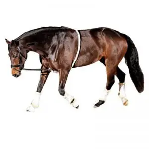 Longeerhulp-Horse-Guard