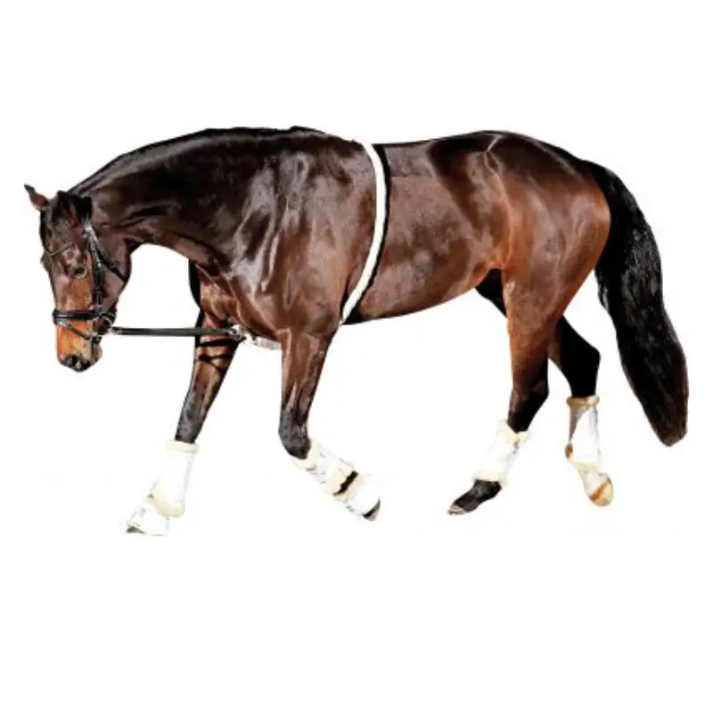 Longeerhulp-Horse-Guard