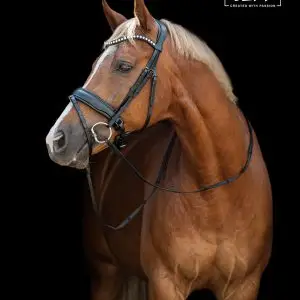 Trens Bridle Standaard Slim Black/Black Matt | TESS Products