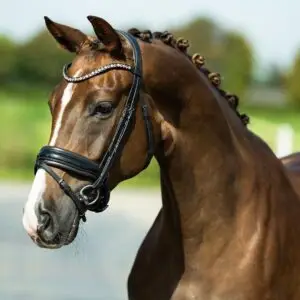 tess-bridle-trens-hoofdstel-slim-black-anut-swarovski-frontriem
