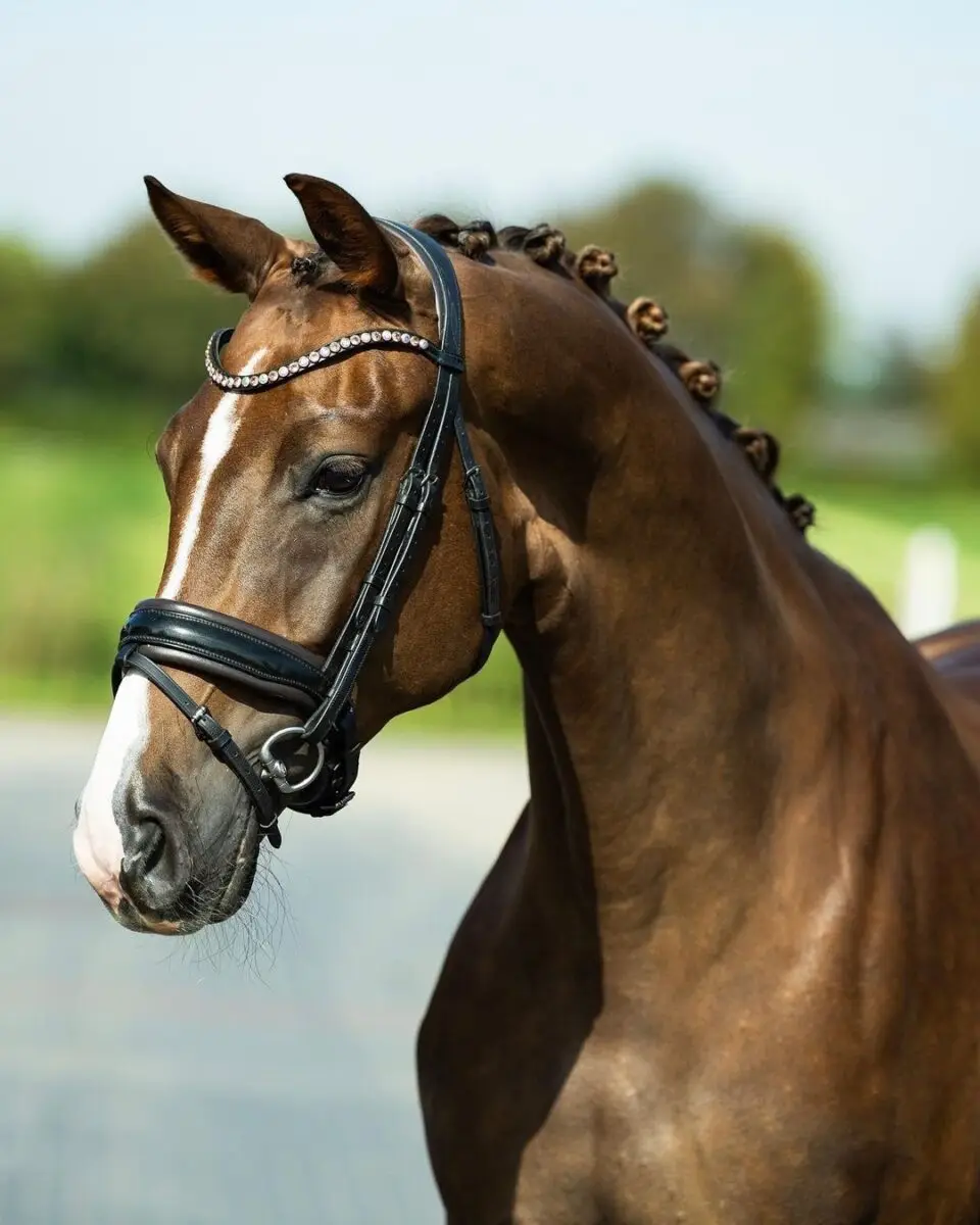 tess-bridle-trens-hoofdstel-slim-black-anut-swarovski-frontriem