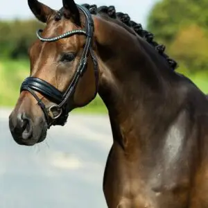 tess-bridle-trens-hoofdstel-slim-black-black-swarovski-frontriem
