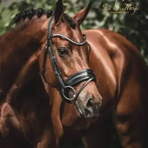 tess-bridle-trens-hoofdstel-wide-black-black-swarovski-frontriem-1