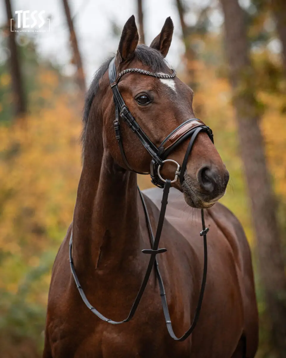 tess-products-snaffle-bridle-special-deluxe-perfect-brown-1