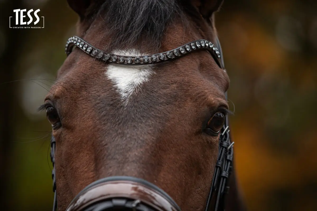 tess-products-snaffle-bridle-special-deluxe-perfect-brown-7