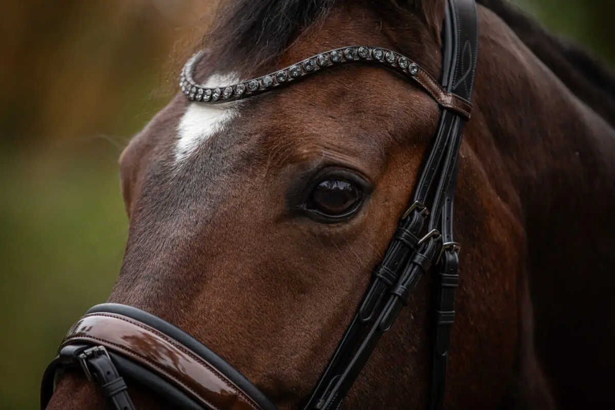 tess-products-snaffle-bridle-special-deluxe-perfect-brown-9