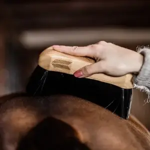 body-brush-middle-hard-kentucky-1