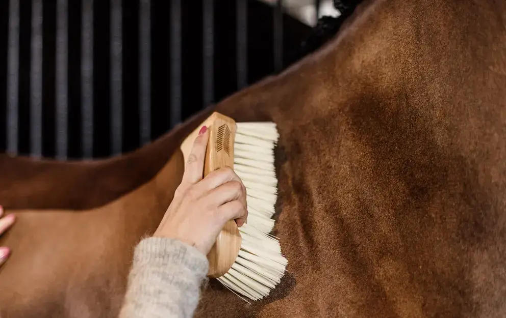 body-brush-middle-soft-kentucky-1
