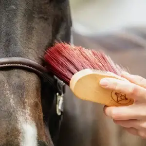 Middle-brush-long-kentucky-1