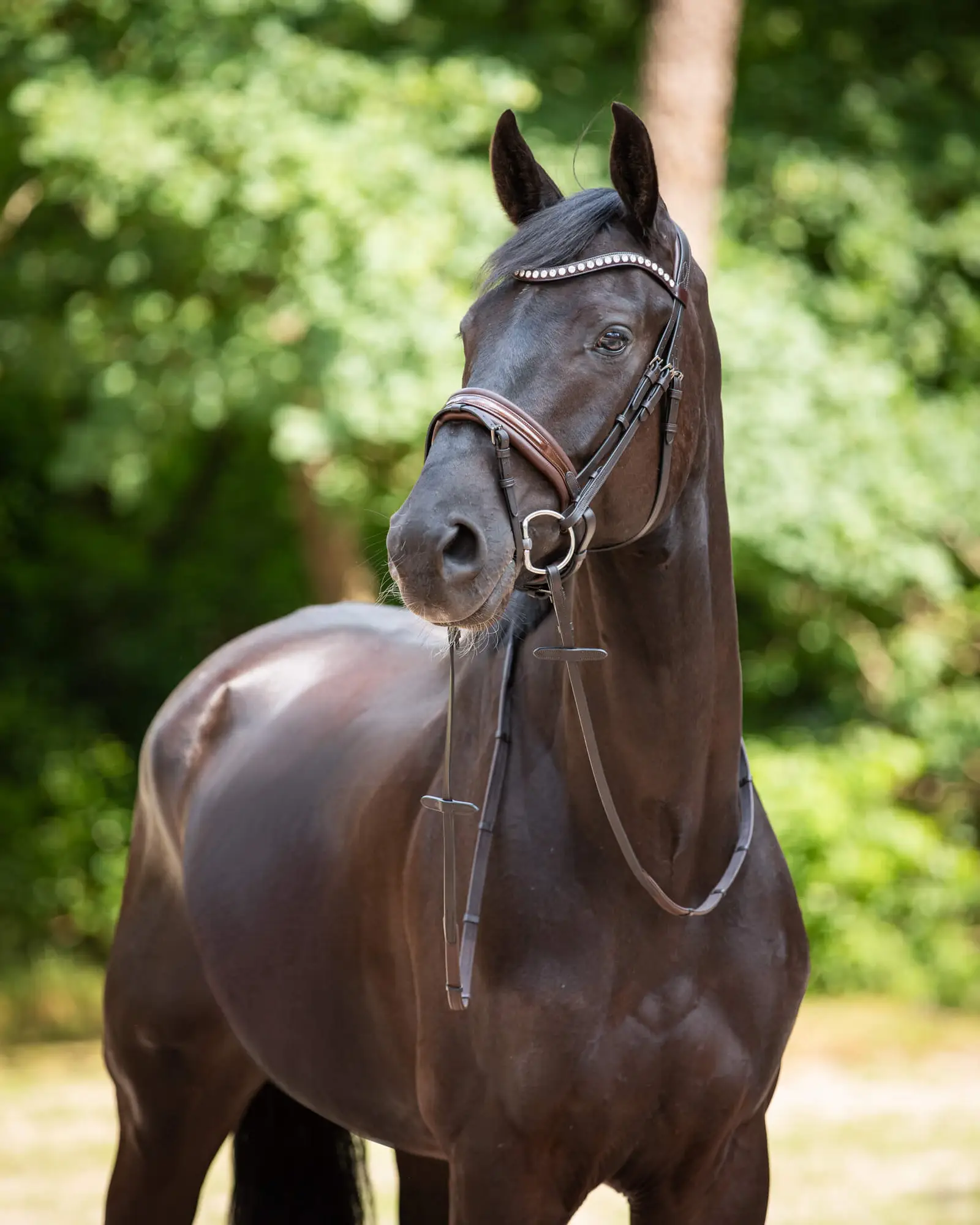 Trens Bridle Custom Ultra Slim Brown | TESS Products - Afbeelding 4