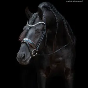 TESS-Trenshoofdstel-Black-Australian-Nut-Slim-1