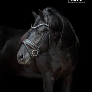 TESS-Trenshoofdstel-Black-Australian-Nut-Wide