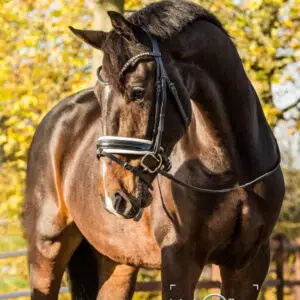 tess-bridle-trens-hoofdstel-slim-black-white-swarovski-frontriem-