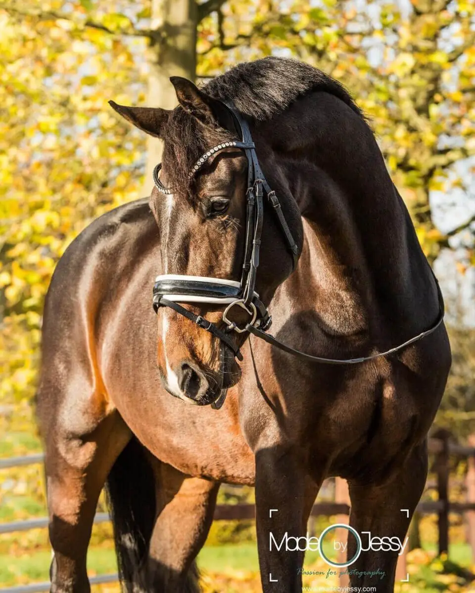 tess-bridle-trens-hoofdstel-slim-black-white-swarovski-frontriem-