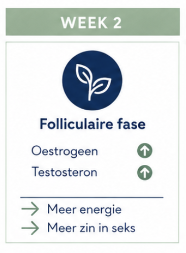 Menstruatiecyclus in beeld