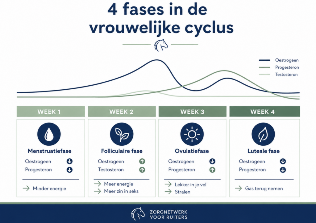 De 4 fases van de vrouwelijke cyclus